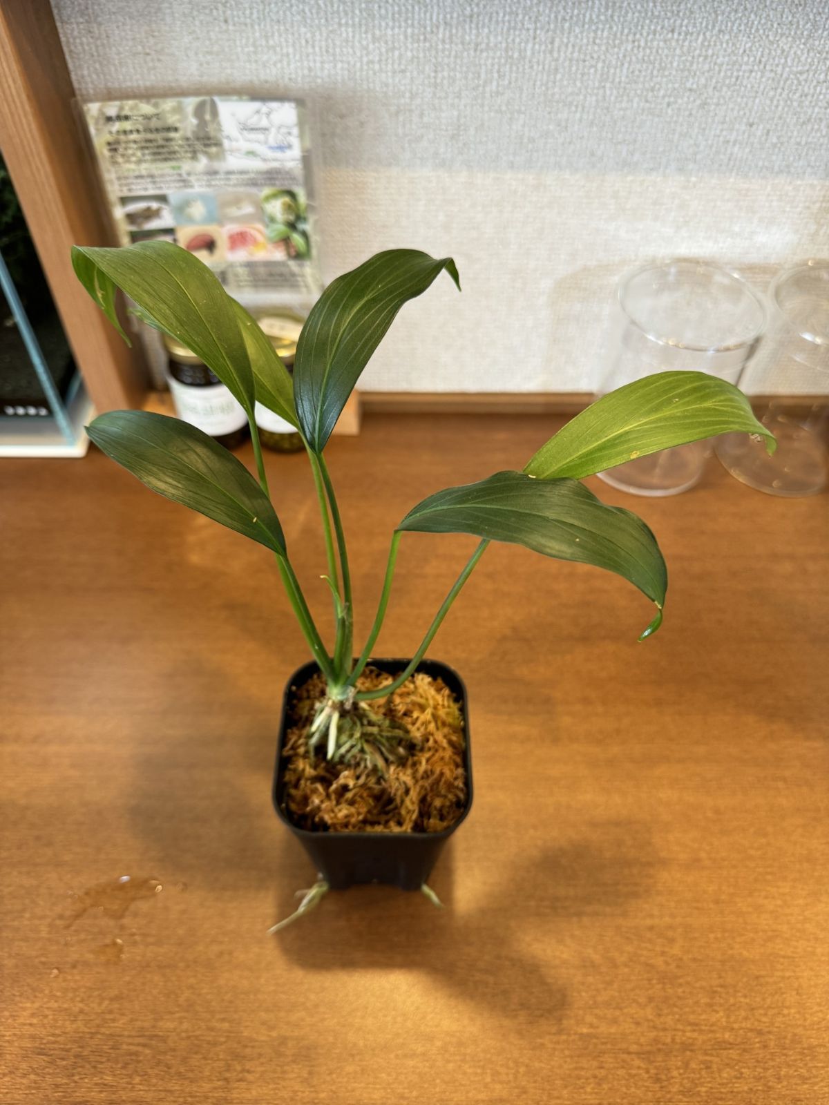Pursegloveia burttii Sarawak【CG2402-27】プロセグロベイア - メルカリ
