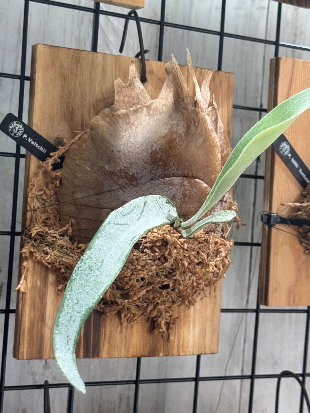 【52】P. veitchii limited second 板付　ビカクシダ ビカクシダ(P. veitchii)板付 52】P. veitchii limited second