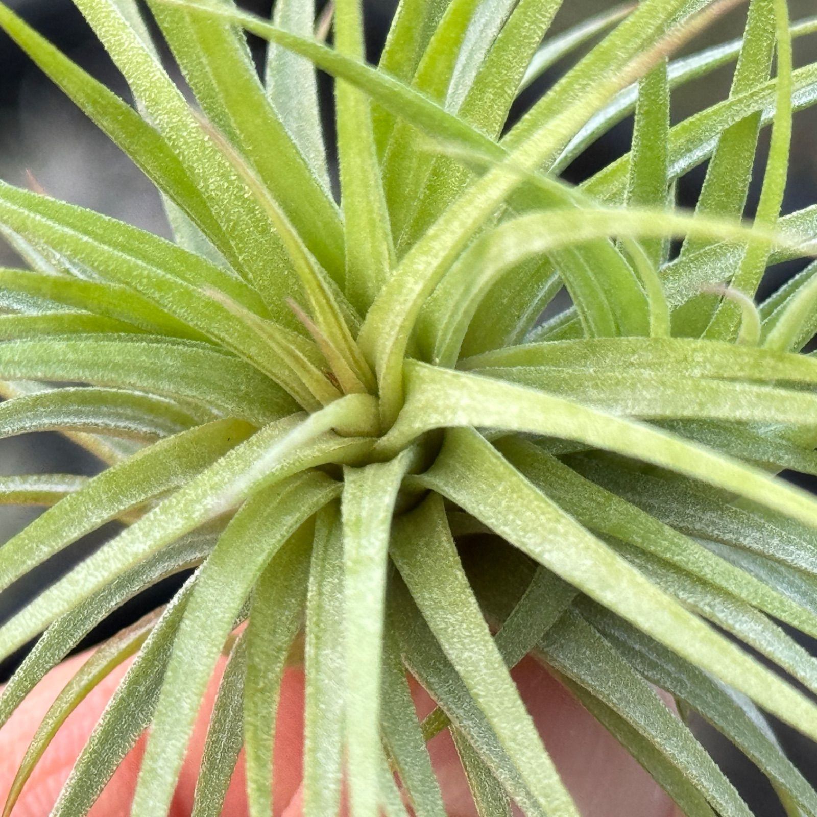 ツイン株＊チランジア イオナンタ ファットボーイ Tillandsia ionantha