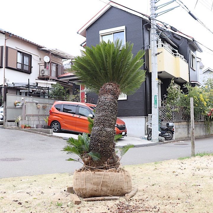 曲がりソテツ　蘇轍　大きめ ②【希少】曲がりソテツ - メルカリ