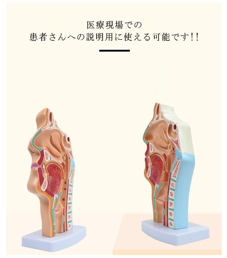 人体模型 鼻 口 咽頭 喉頭部 正中断面模型 喉頭部模型 口模型 鼻模型 喉頭部模型 鼻モデル 咽頭モデル 解剖模型 人体モデル 標本 学習 教材  展示 実験 医学 図鑑 学校 実験室 病院#sam1464 - メルカリ