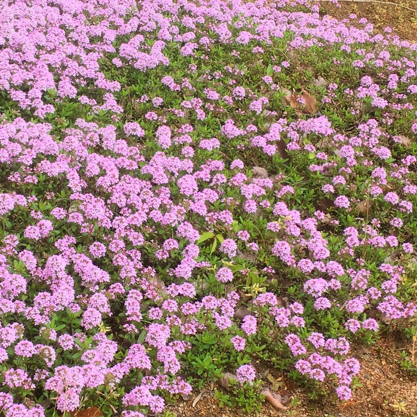 Web限定 ピンクの絨毯 クリーピングタイム ワイルドタイム 種 350粒 植物 観葉植物