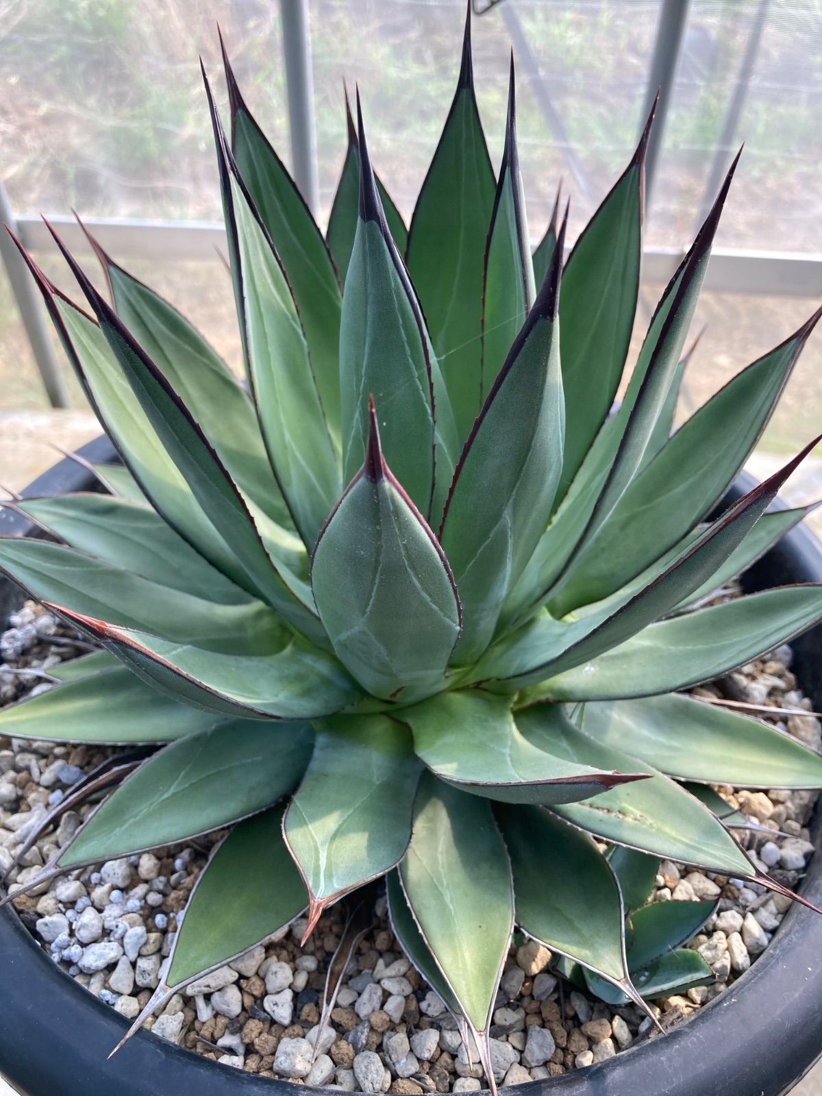 アガベ ブルーエンバー大株 アガベ ブルーエンバー 大株