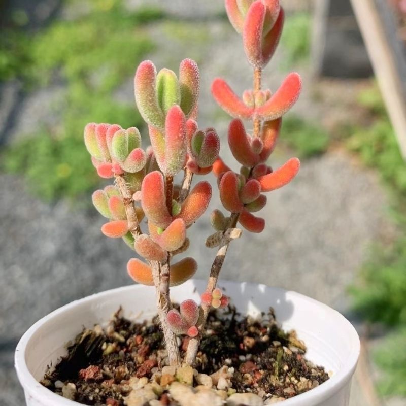 レア　多肉植物　ドロサンテマ 超キラキラ Purple flash 抜き苗１株 レア　多肉植物　ドロサンテマ 抜き苗１株 Purple 超キラキラ flash
