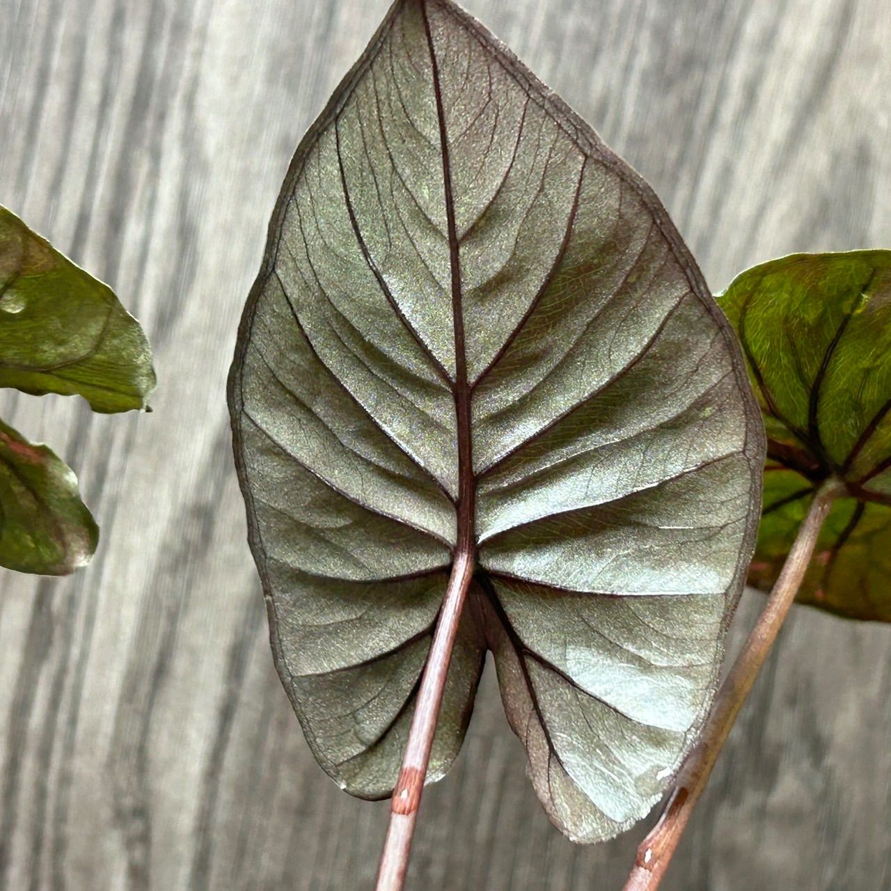 Alocasia serendipity pink variegated アロカシア セレンディピティ ピンク 斑入り - メルカリ