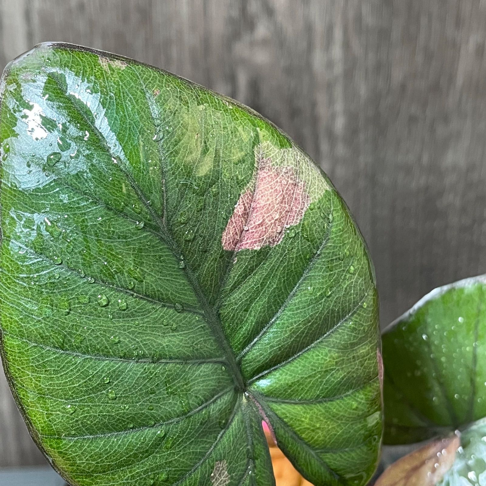 Alocasia serendipity pink variegated アロカシア セレンディピティ ピンク 斑入り - メルカリ