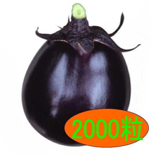 入荷次第出荷 カネコ種苗 太助大丸 2000粒