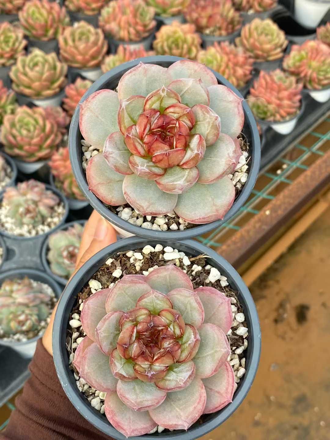 レッドロマンティック 多肉植物