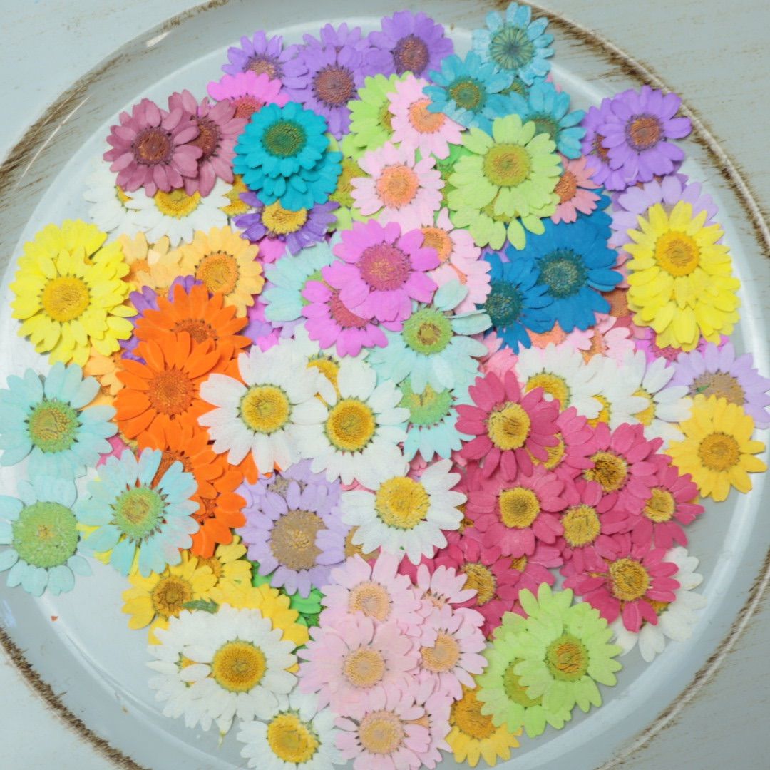 【訳あり】押し花　ノースポール　O-097 訳あり】押し花 ノースポール O-097 押し花染めノースポール20枚（訳