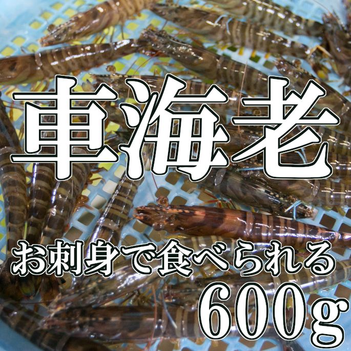 スターマン/DVD/HPBS-10682 【公式ショッピングサイト】