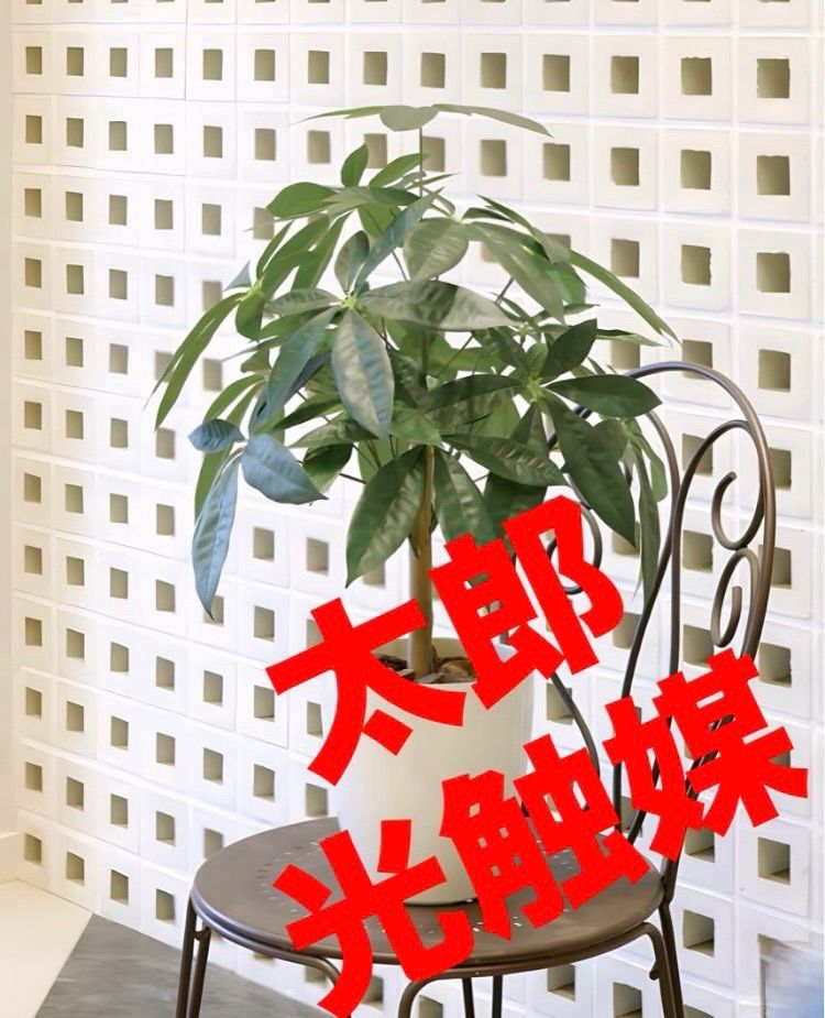 光触媒　人工観葉植物　ウォールグリーン　フェイクグリーン　アガベテナータpt 光触媒 人工観葉植物 ウォールグリーン フェイクグリーン