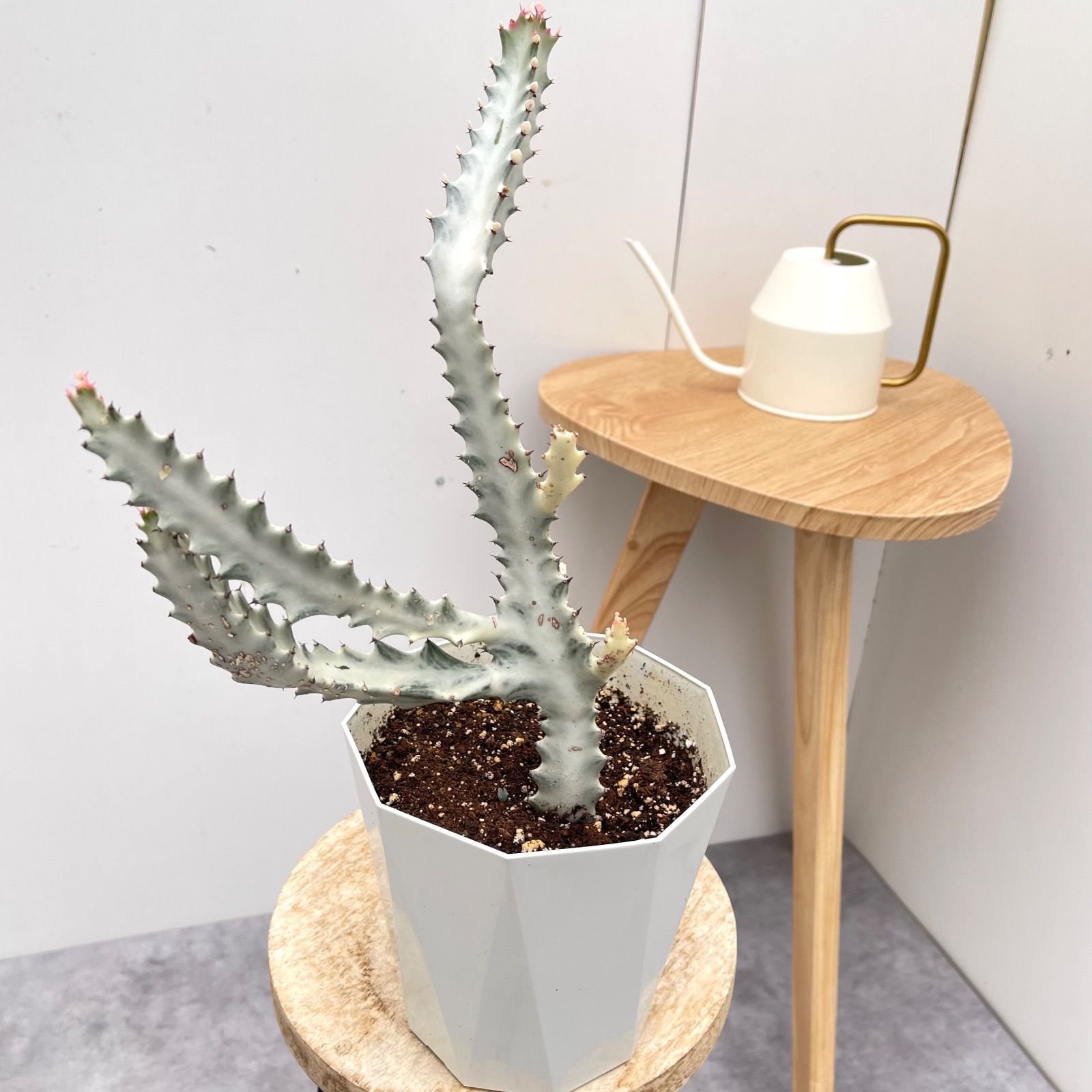 新発売 C6036 砂糖 105苗セット 土と根付き 多肉植物 エケベリア