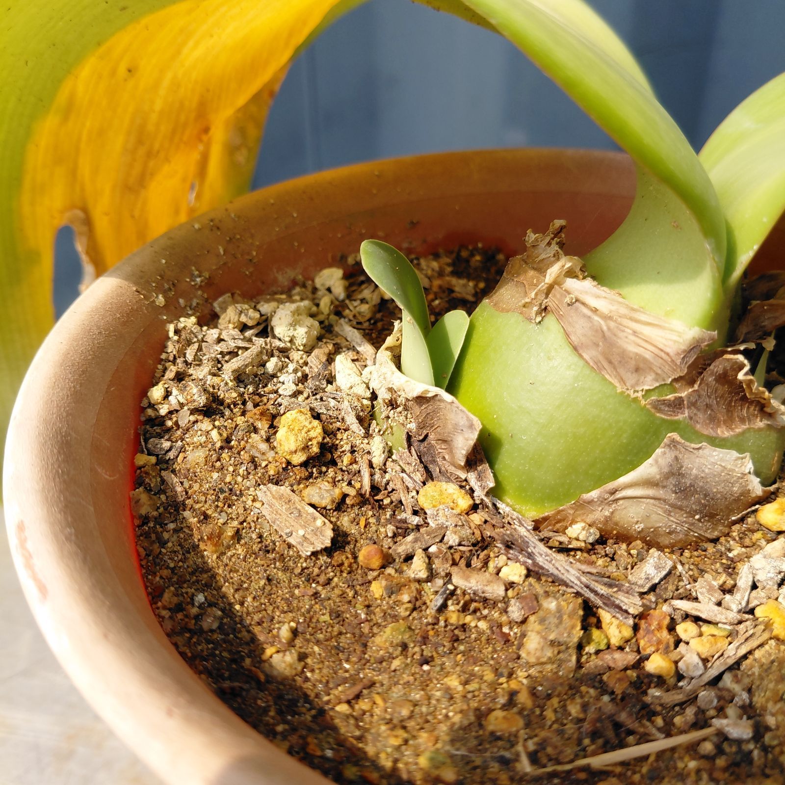 ④現品ピンク花