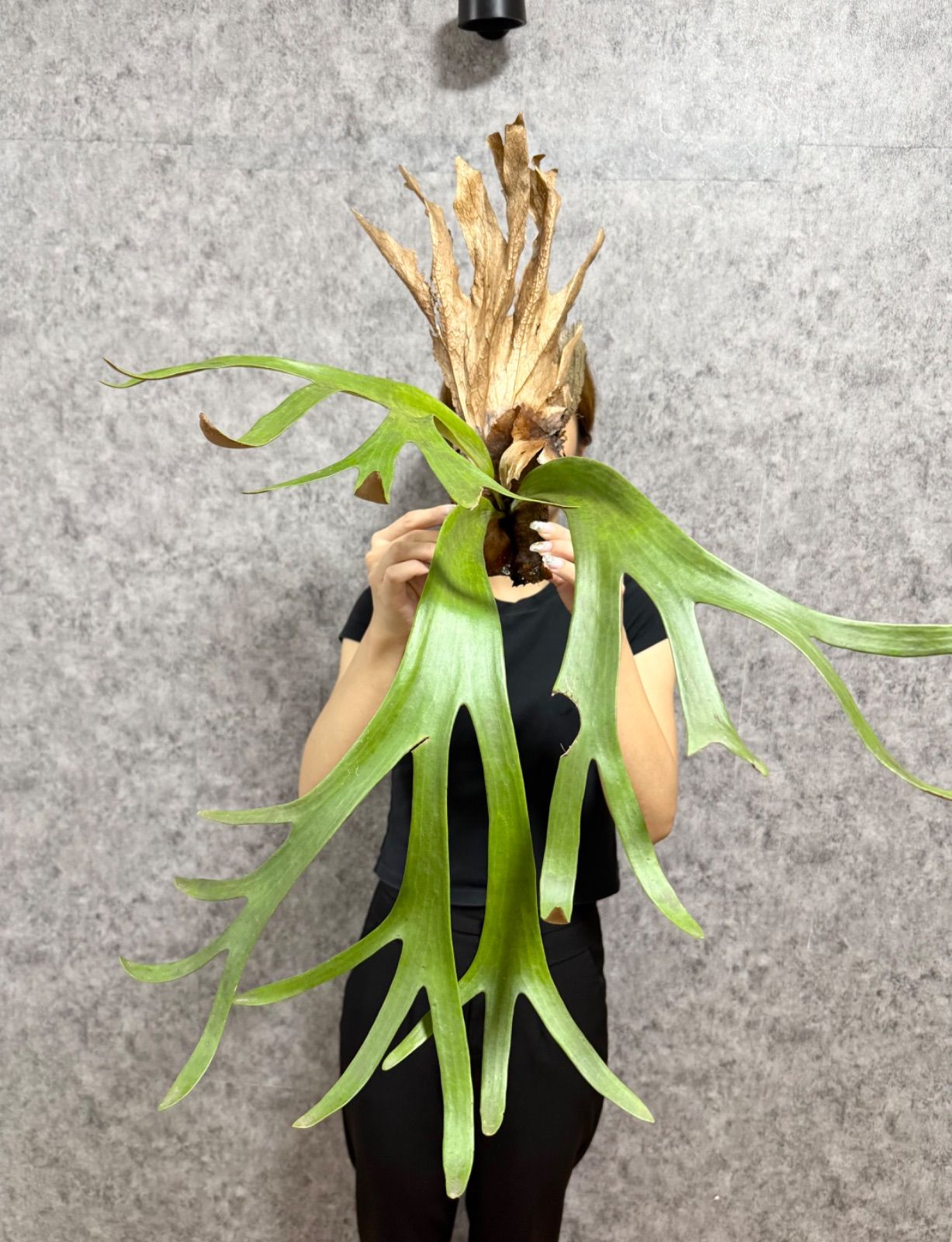 ゲリラ値下げ大株ビカクシダ　ウィリンキーwild\"east java\" Platycerium willinckii wild East Java (pup) ビカク