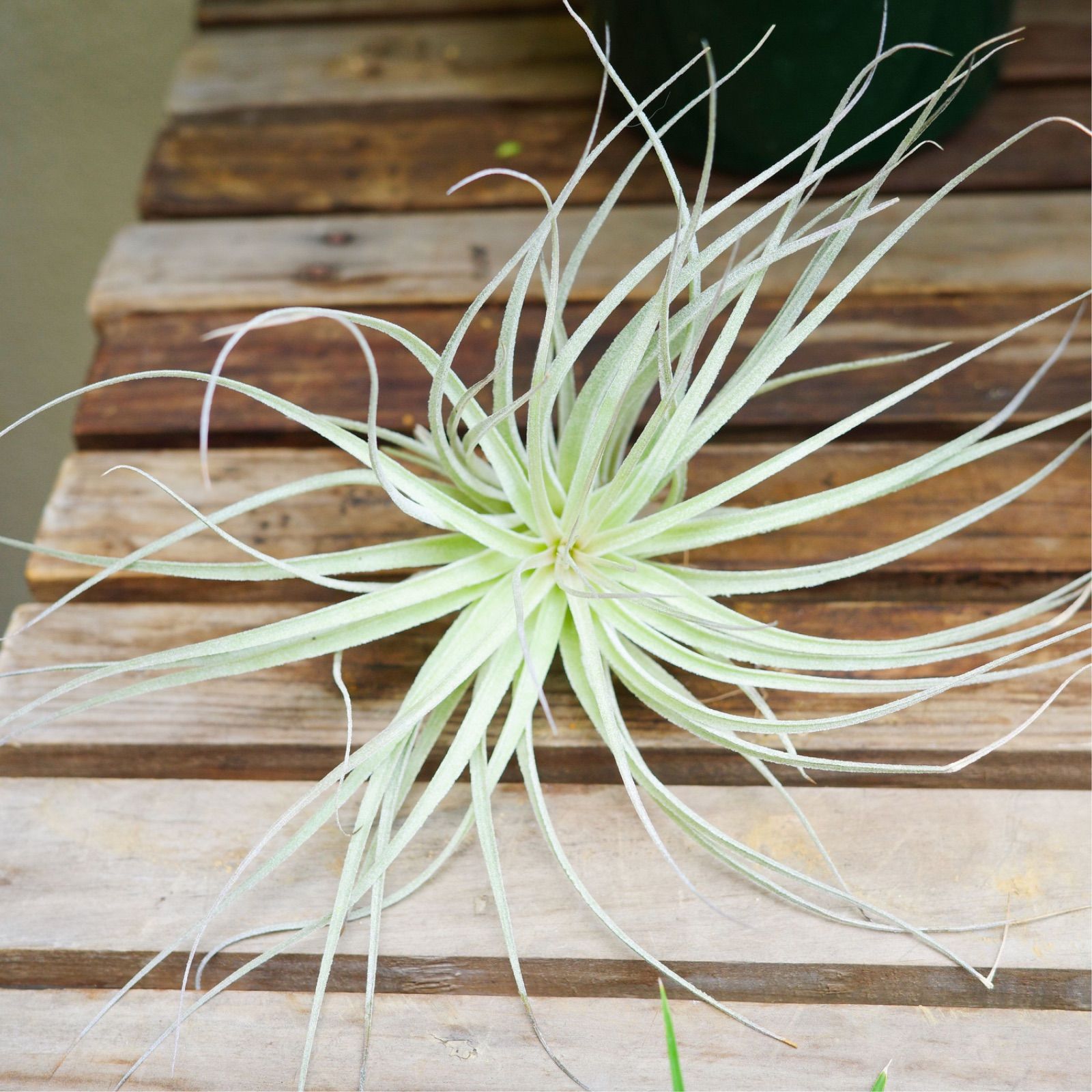 即購入禁止‼️チランジア コットンキャンディー 花芽終わり 即購入禁止