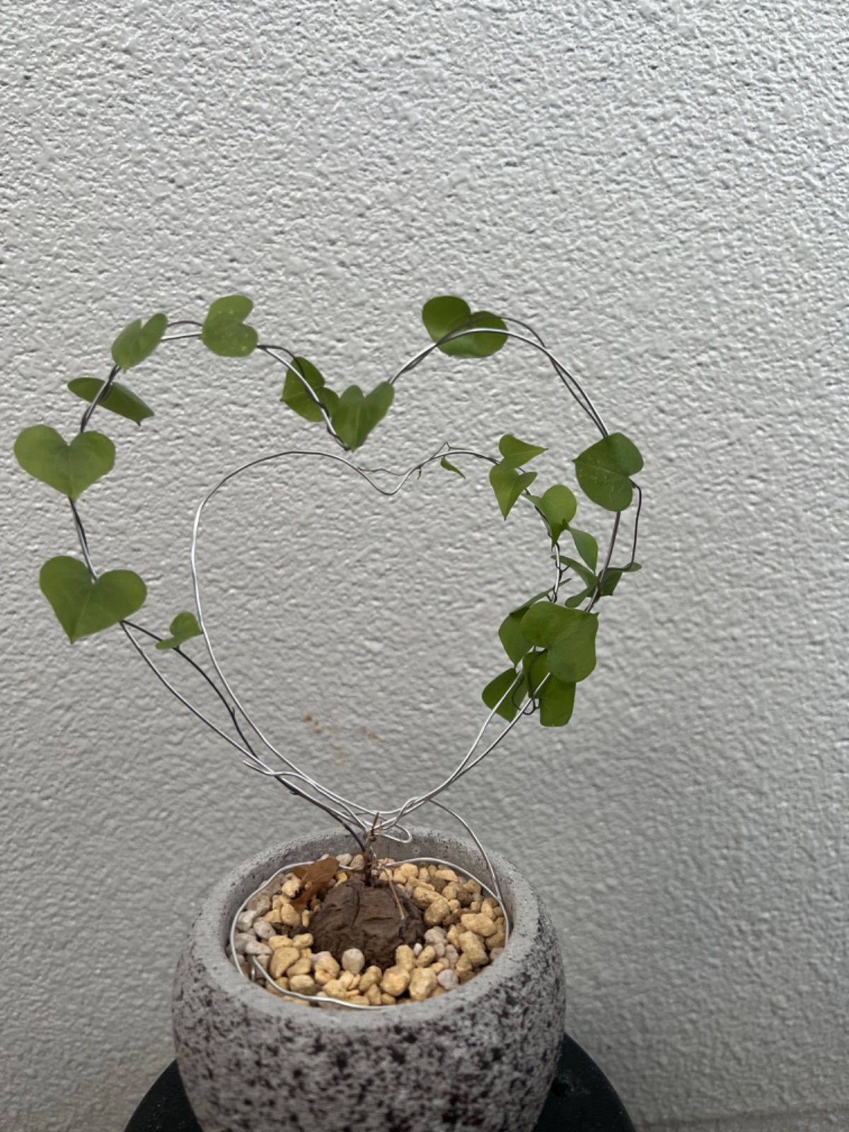 亀甲竜】亀甲竜 塊根植物 ハート型 プレゼント 彼女 誕生日 塊根