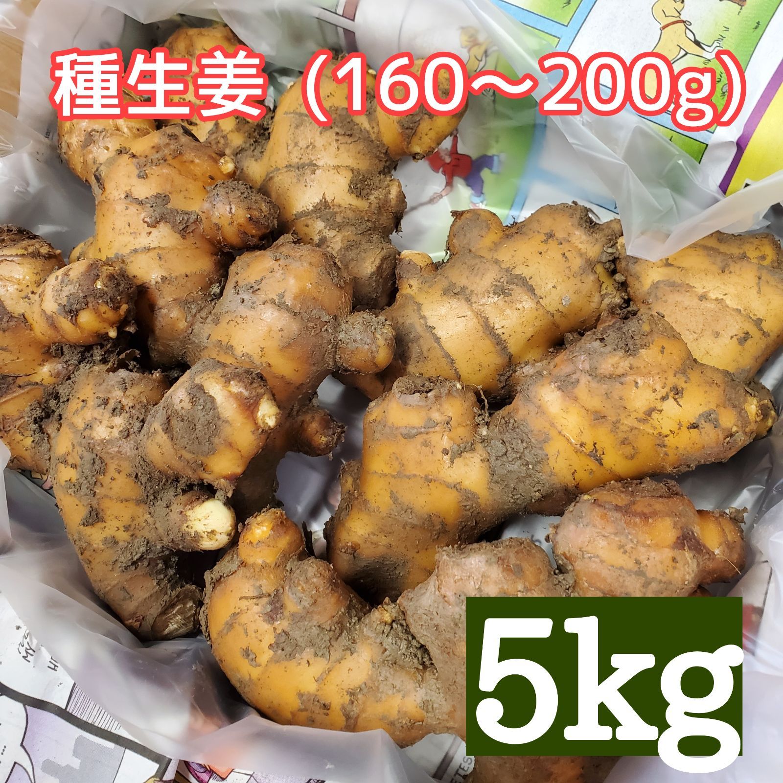種生姜 土佐一大生姜 約160～200g 5kg