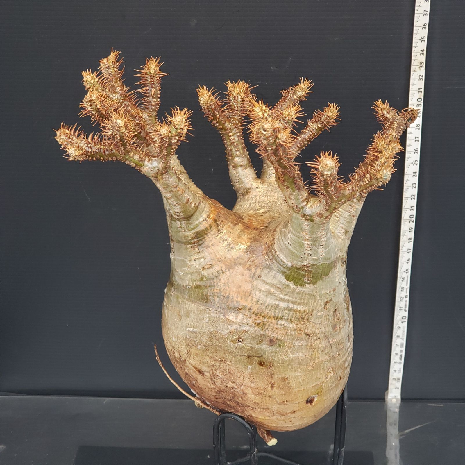 E471【最新到着】Pachypodium グラキリス（LL）（現地球・抜き苗