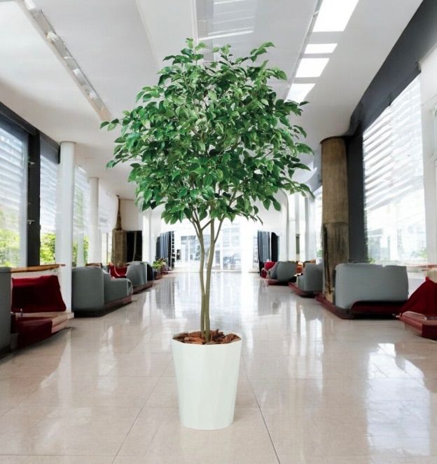 光触媒　人工観葉植物　ウォール　フェイクグリーン　ベンジャミンワイド200FST 光触媒 人工観葉植物 ウォールグリーン フェイクグリーン ベンジャミン