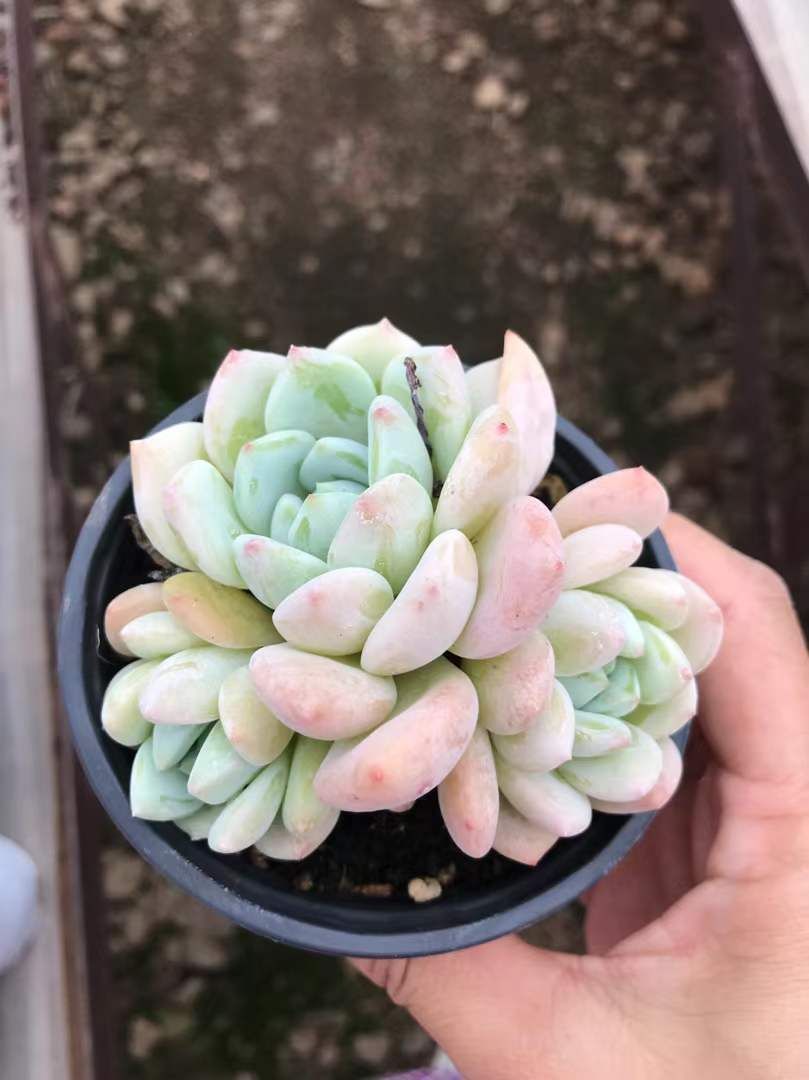 SKL1205×36 ボウジョ3ヘッド 抜き苗 多肉植物 アエオニウム エケベリア 韓国苗