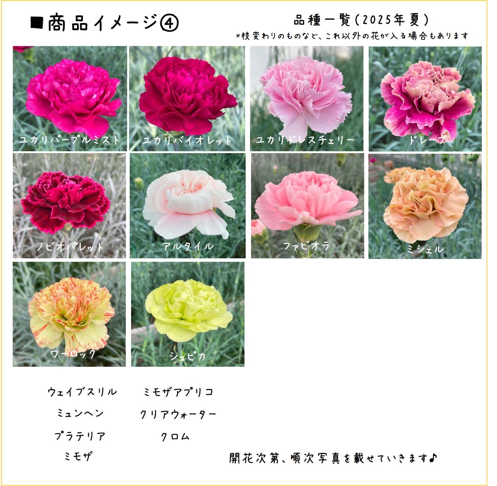 ☆2025準備中☆カーネーション 規格外品 品種MIX 80サイズ箱