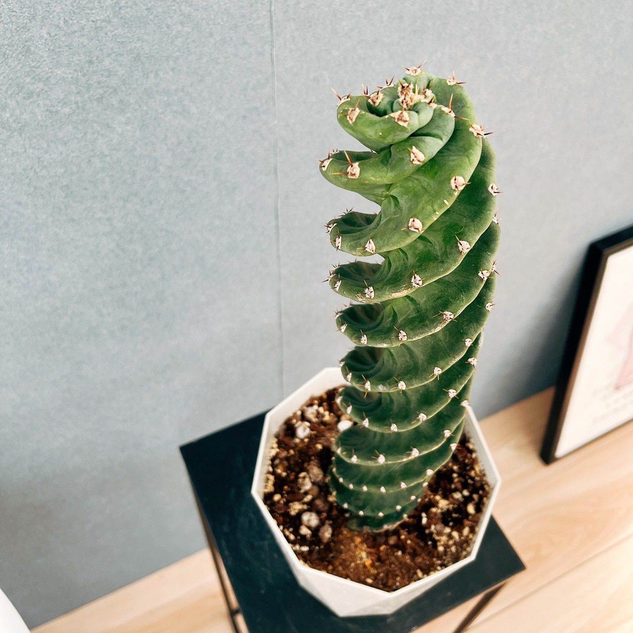 【超希少】セレウス・ペルビアナス・スピラリス サボテン ペルビナス 現品］【希少】1番 サボテン セレウス ペルビアナス スピラリス 5号