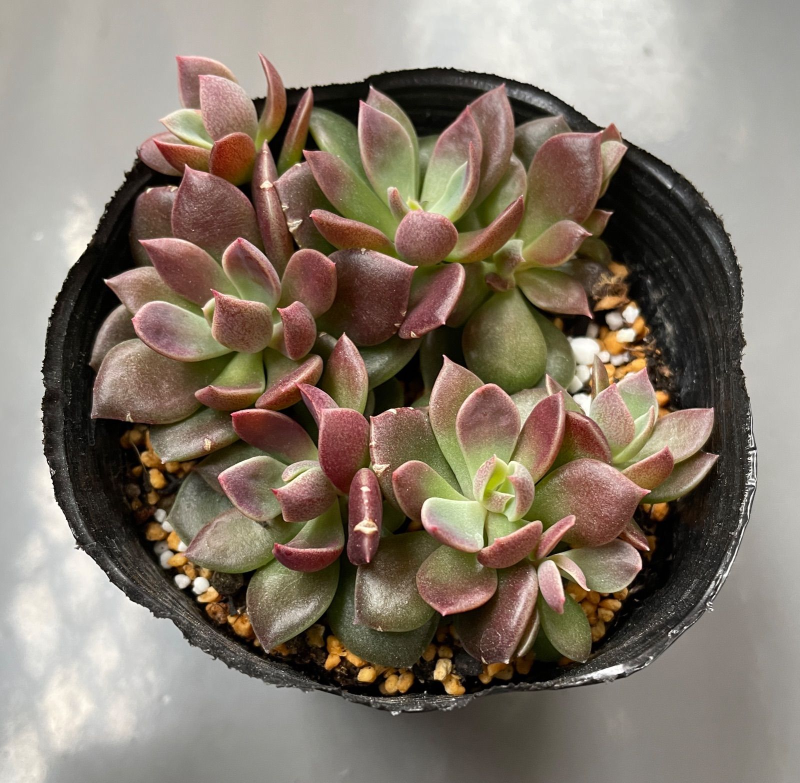 シノクラッスラ(インディカ) 抜き苗 多肉植物 - メルカリ
