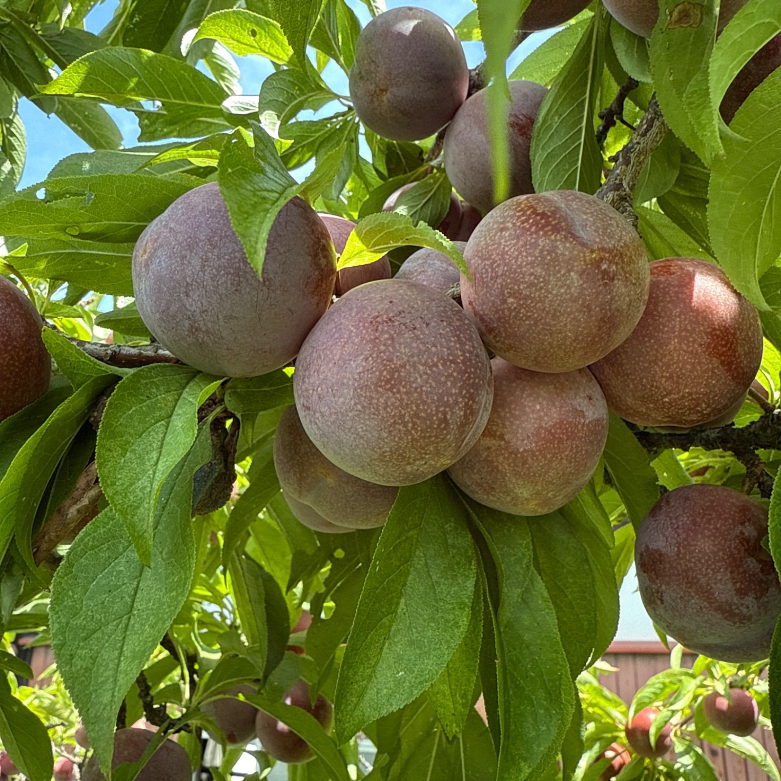 すもも がらり 農薬不使用 10kg 鹿児島産 無農薬 すもも 10kg 専用ページ