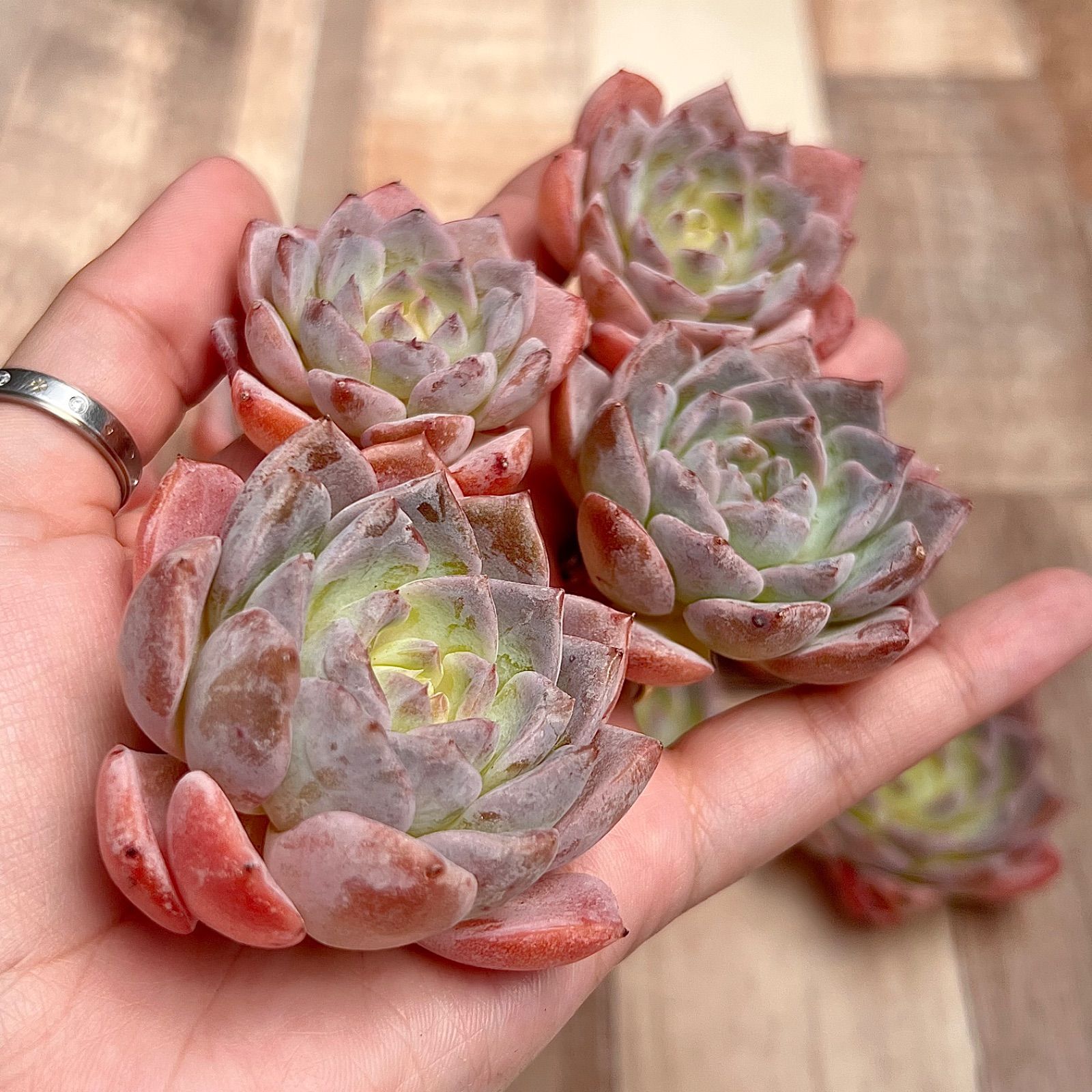 No.528 ❁エリークイーン❁ カット苗 多肉植物 寄せ植え