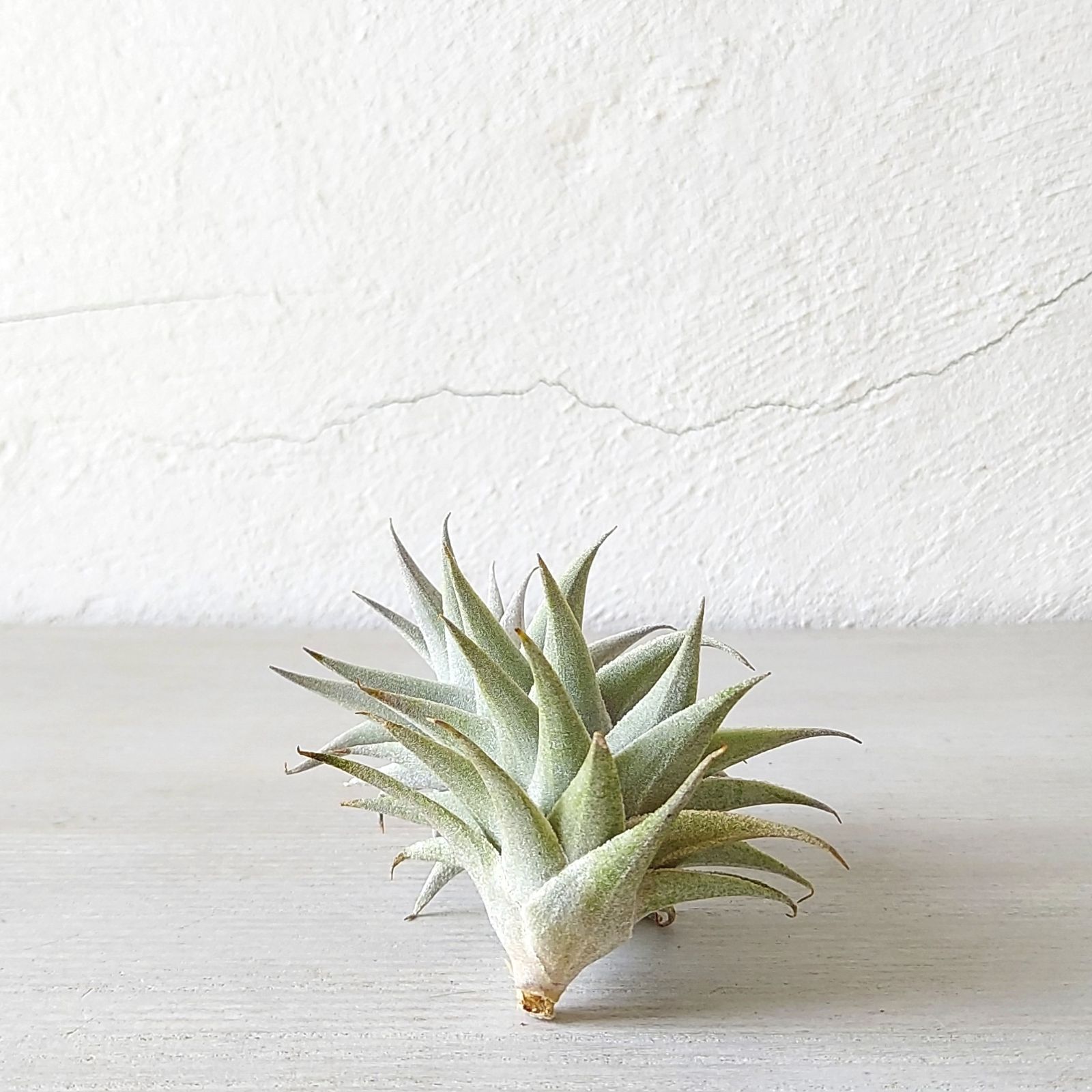 着生植物
