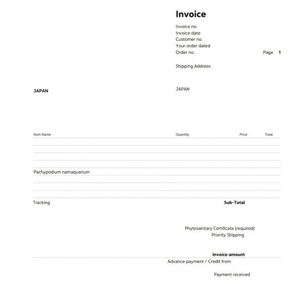 5月入荷 10粒 光堂 パキポディウム ナマクアナム 種子 種 証明書2508 5月入荷 5粒 光堂 パキポディウム ナマクアナム 種子 種 証明書