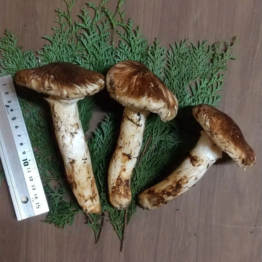 岩手県産 松茸 5-1 クール便 - メルカリ