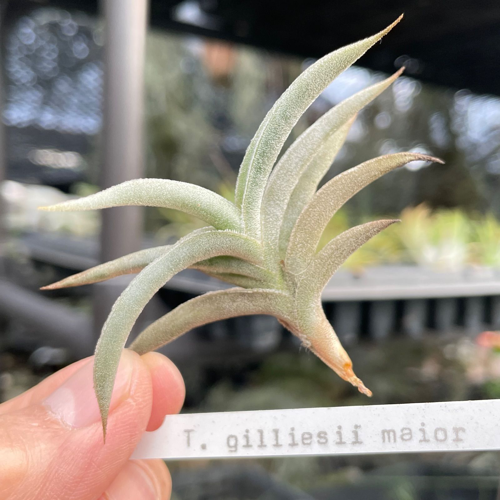 HR＊チランジア ギリエシー マイオール Tillandsia gilliesii fa