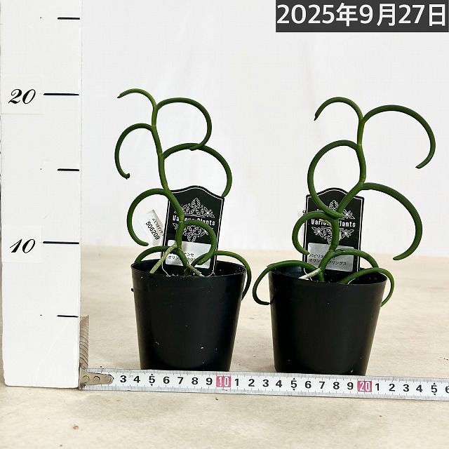 洋蘭 洋ラン パピリオナンセ テレス オリンピックリングス 3号硬質