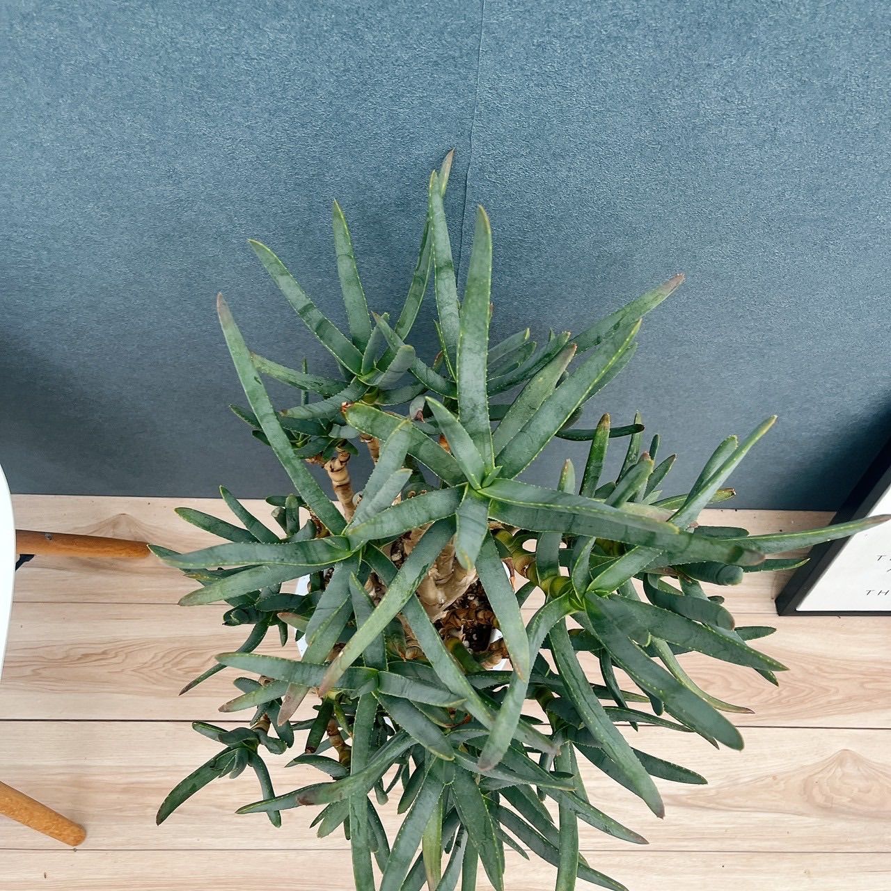 現品］【希少】3番 アロエ ラモシシマ 幹立ち 8号 観葉植物 レア