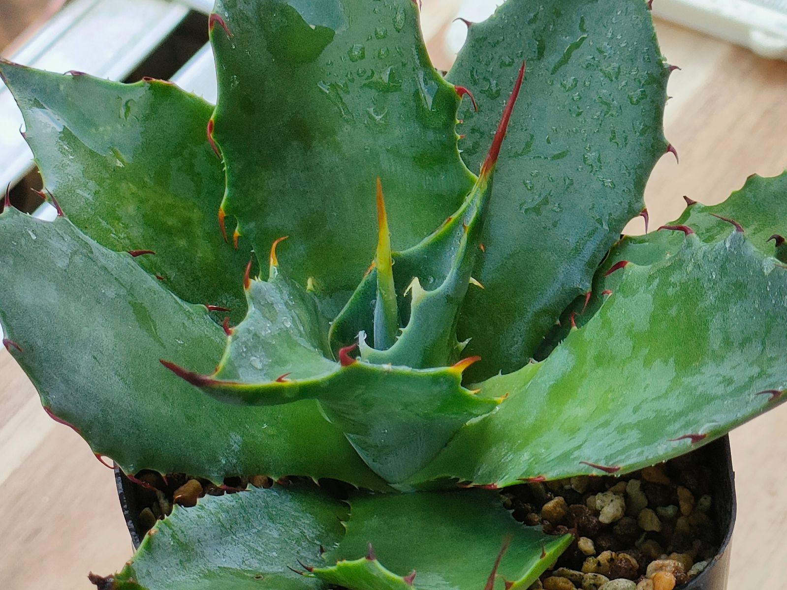 アガベ ハイブリッド シャウイー ポタトラム 5号鉢shawpot シャウィー