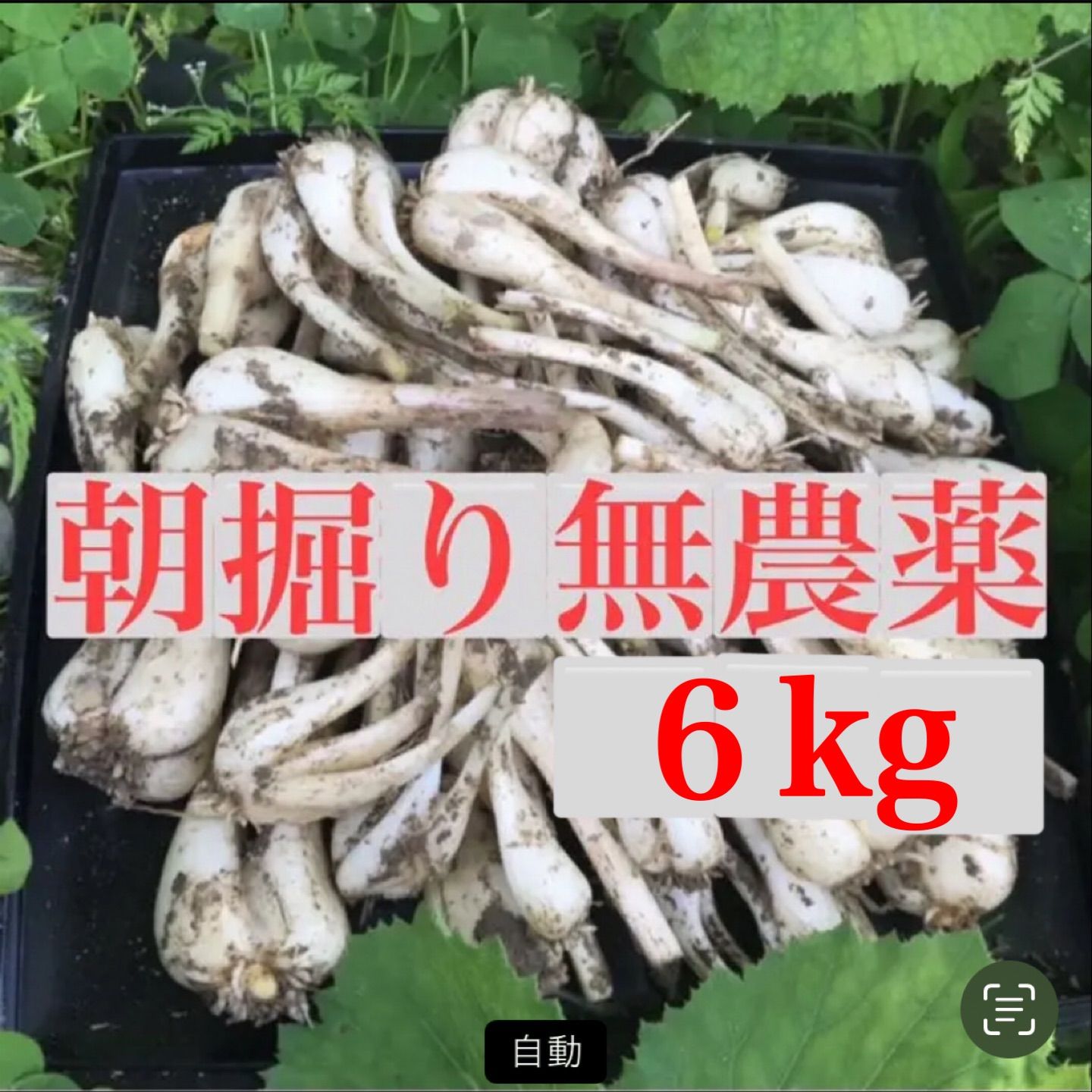 朝掘りらっきょう　農薬不使用　根皮土付きで6kg 徳島県産