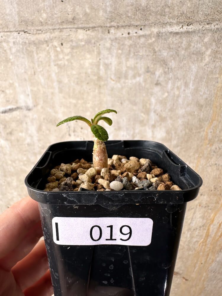 現品限り】ドルステニア・ギガス 実生【I19】 Dorstenia gigas【植物】塊根植物 夏型 コーデックス - メルカリ