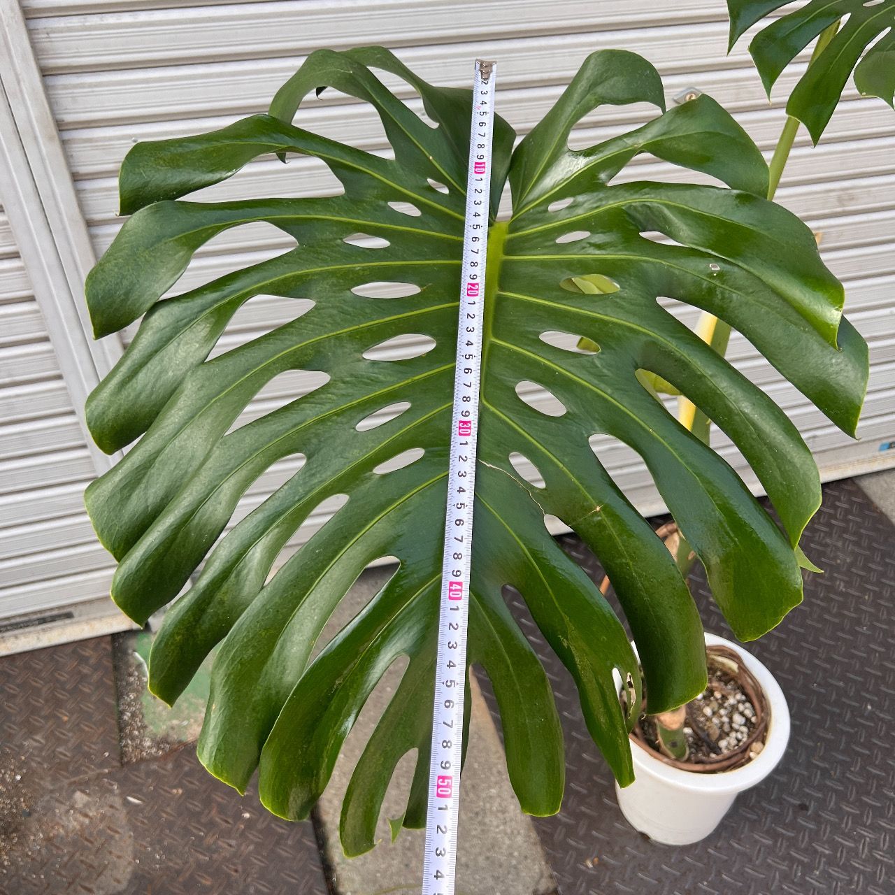 確認！巨大モンステラデリシオーサ 高さ138cm 葉66cm 葉柄95cm 確認！巨大モンステラデリシオーサ 高さ138cm 葉66cm 葉柄95cm