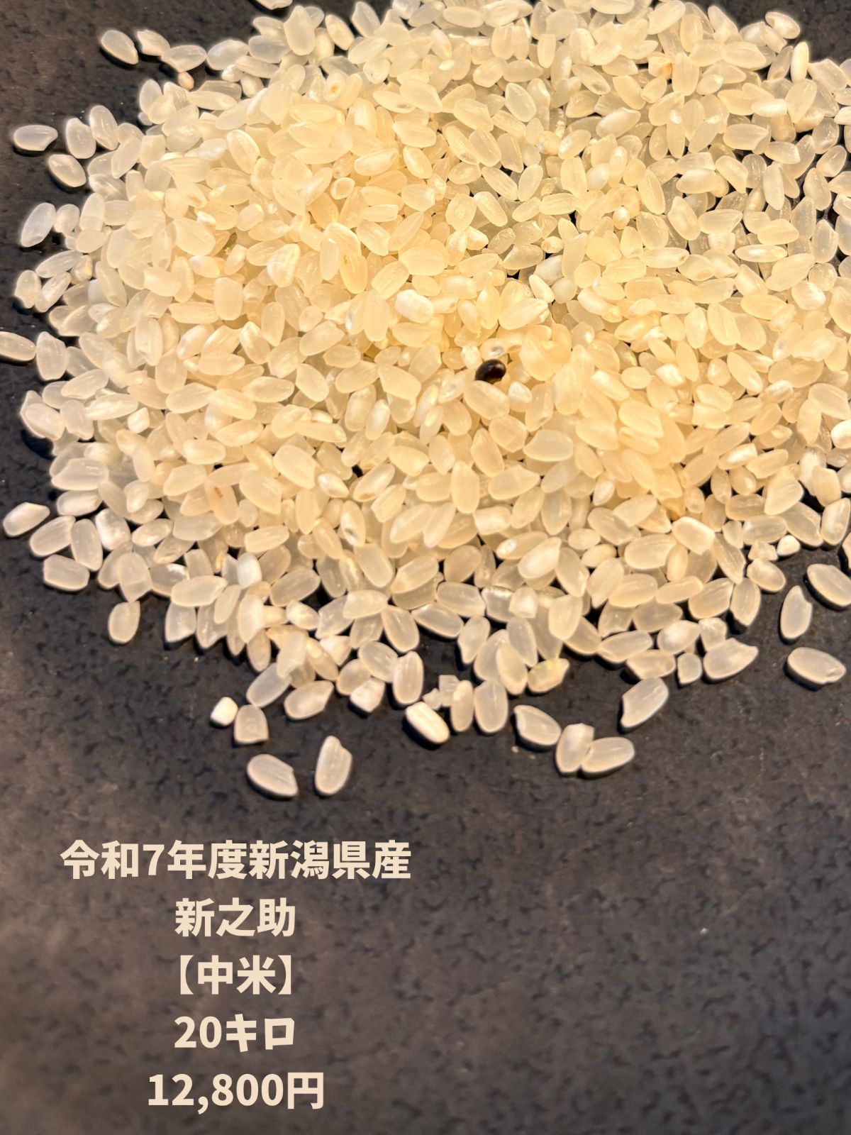 新米 中米 新潟県産 新之助20kg