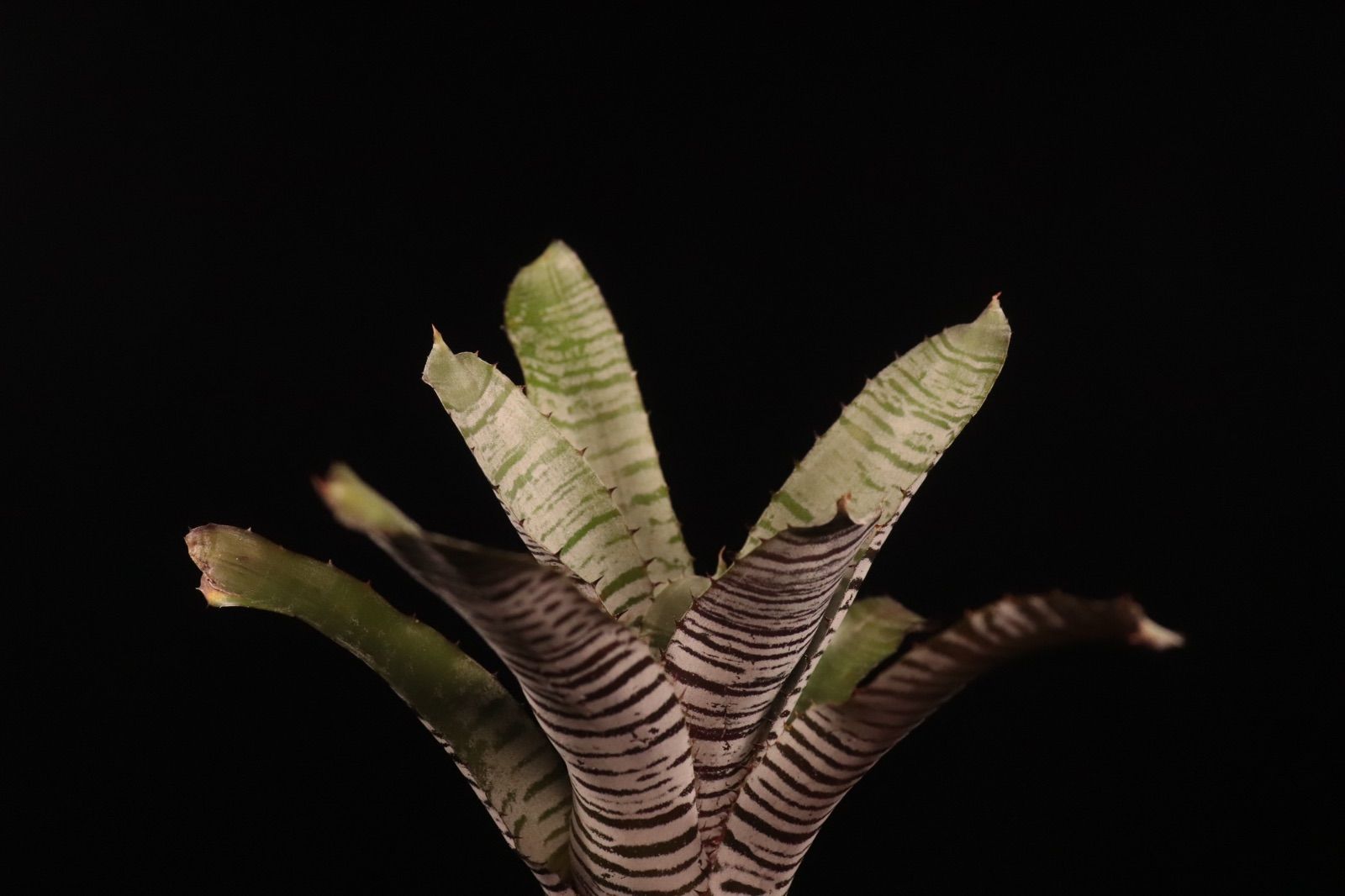 送料無料】Billbergia 'Calcite'〔ビルベルギア〕現品発送B303 /@plane