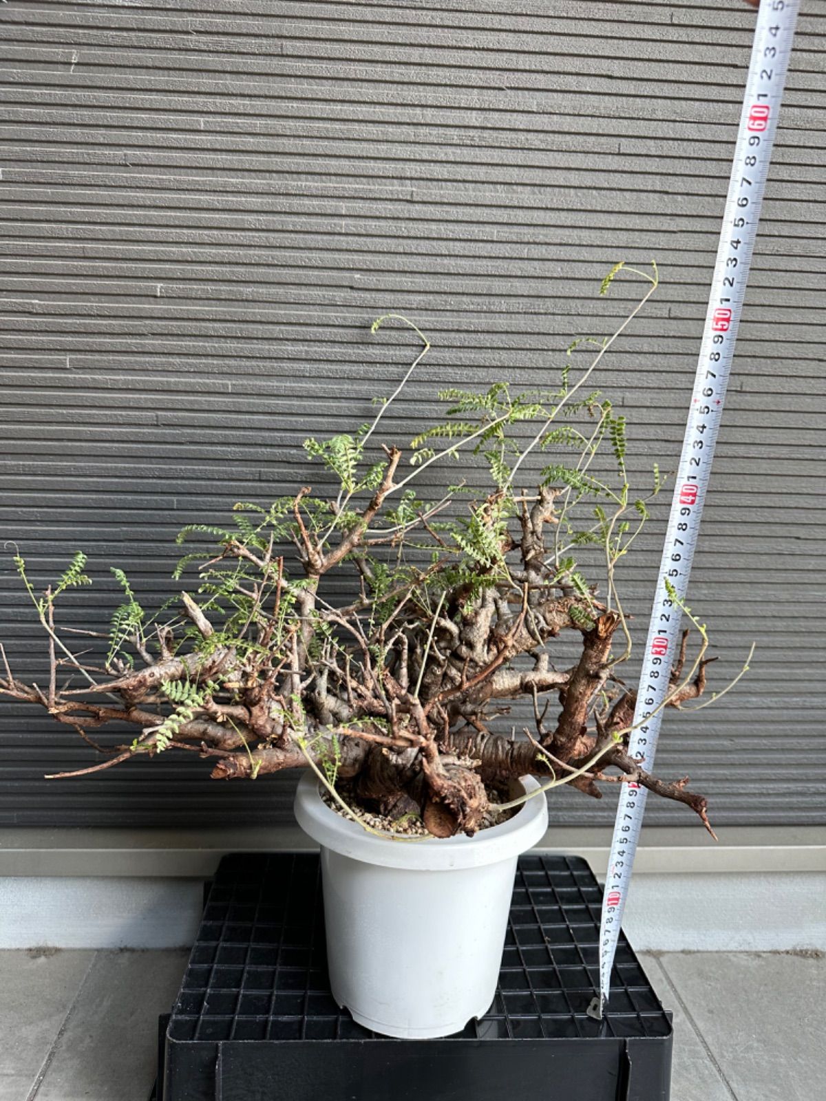 ボスウェリア ネグレクタ 特大株 美樹形 - メルカリ 