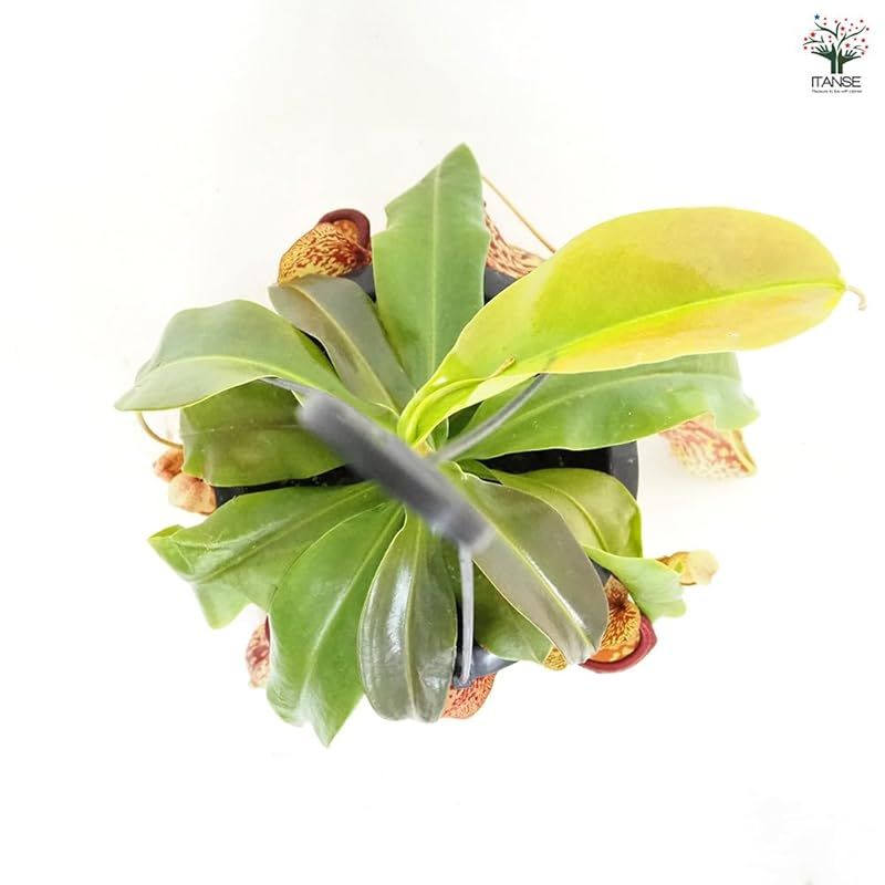 優しい ＩＴＡＮＳＥ ネペンテス ガヤ 5号吊り鉢 1個売り 食虫植物 観葉植物 学名 Nepenthes Gaya 半耐寒性常緑多年草 原産地 東南アジア 別名 靫葛 ウツボカズラ とても丈夫で育てやすい交配種 捕虫袋は鮮やかな赤色 マキシマ由来の斑模様が 年末感謝