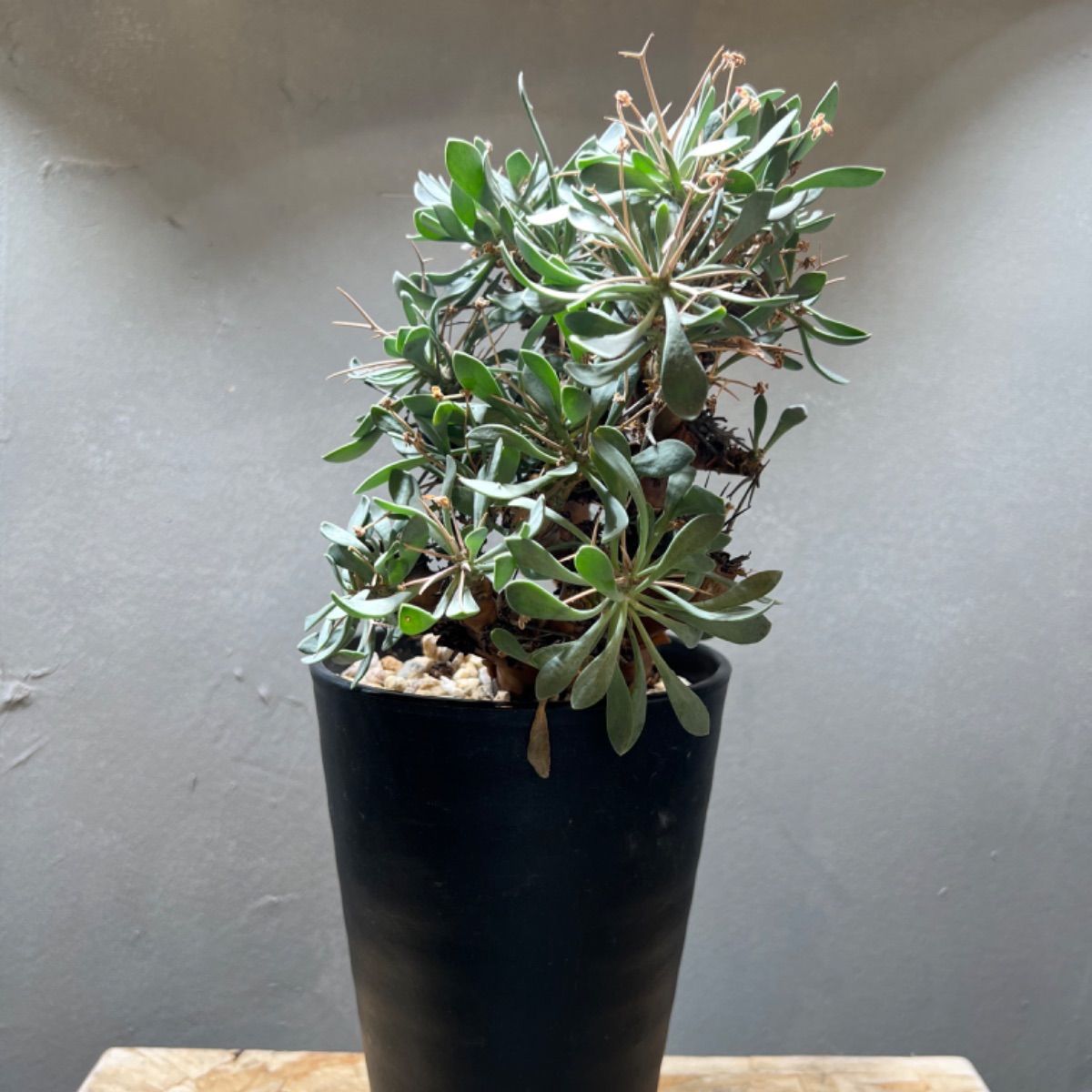 オトンナユーフォルビオイデス　現地球　発根済み 発根済み】オトンナ・ユーフォルビオイデス Othonna