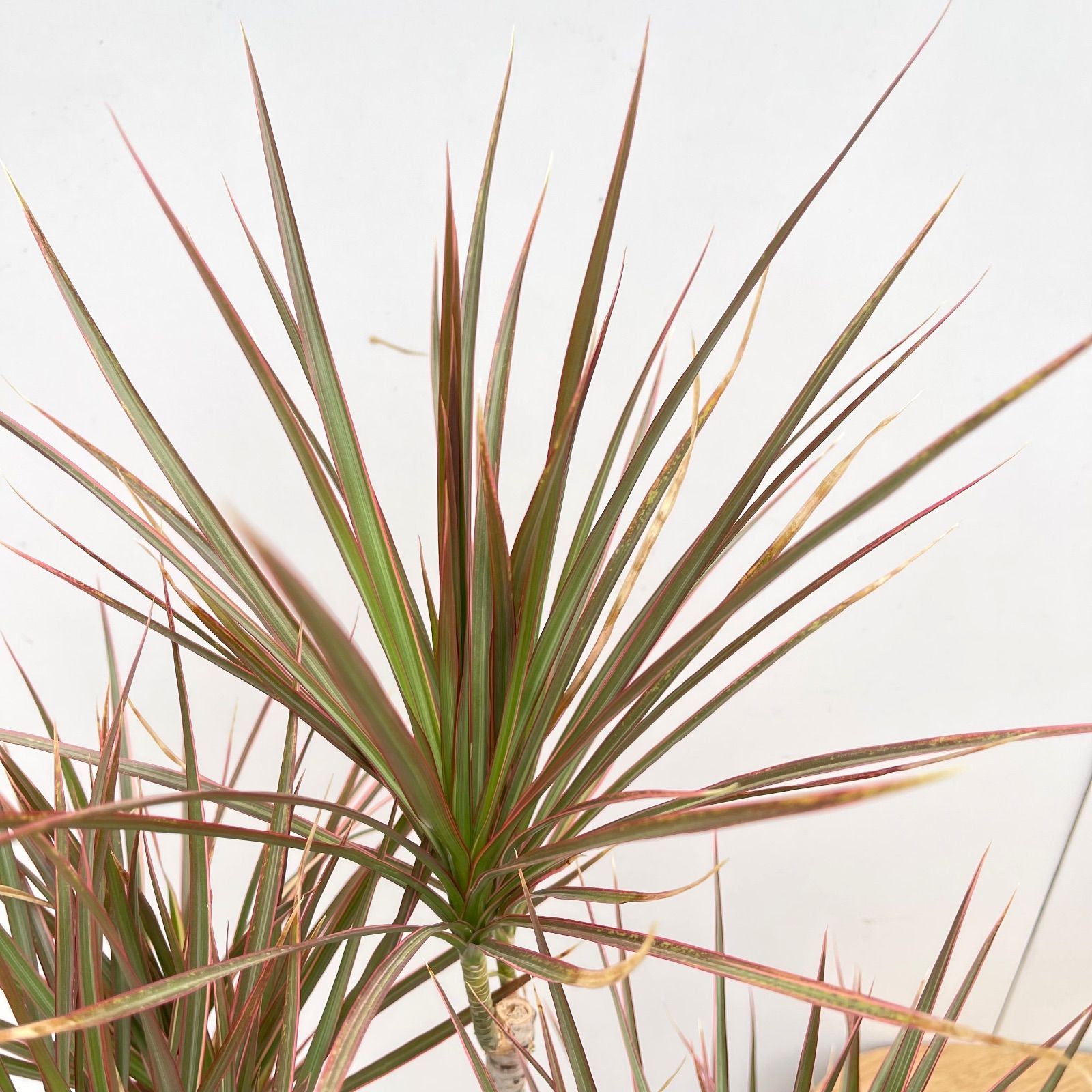 ドラセナ コンシンネ レインボー 3 現品 観葉植物 室内 大型 YUZUMIYA_COM