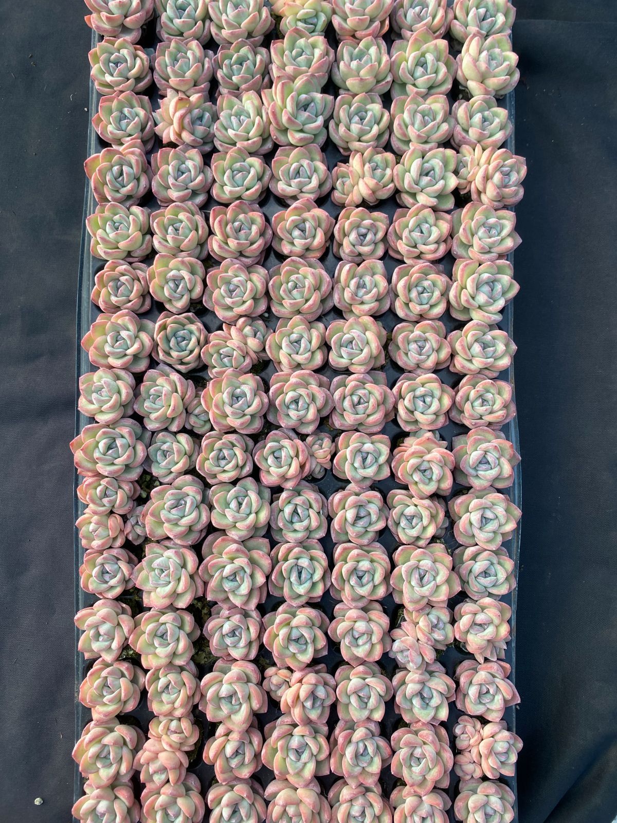 A*y様 ㊵大きめ苗! 青鬼❣️紫紺の矢❣️もみじ飴❣️スノーミル❣️6苗メルカ ⚡️Agave hybrid⚡️ 妖炎×武蔵厳龍 utahensis var.nevadensis