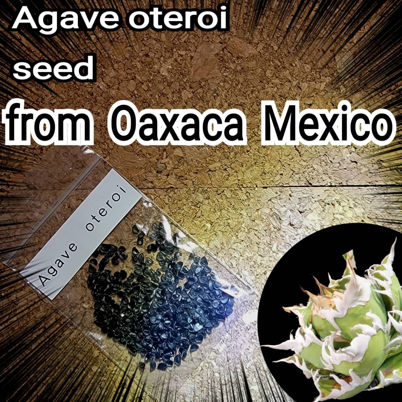 【数量限定格安】オアハカ 産 アガベ オテロイ agave oteroi Oaxaca ( チタノタ ゴジラ 悪魔くん バケモノ スーパーチタノタ ) アガベ