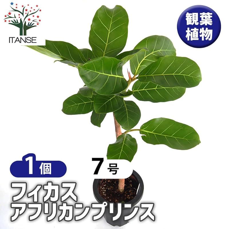 ♥ ＩＴＡＮＳＥ フィカス アフリカンプリンス 7号 1個売り 観葉植物 カラーリーフ 学名 Ficus African Prince タイプ クワ科 フィカス属 非耐寒性常緑高木 別名 フィカス トリコボタ ゴムの木の仲間 大きな濃い葉が 0