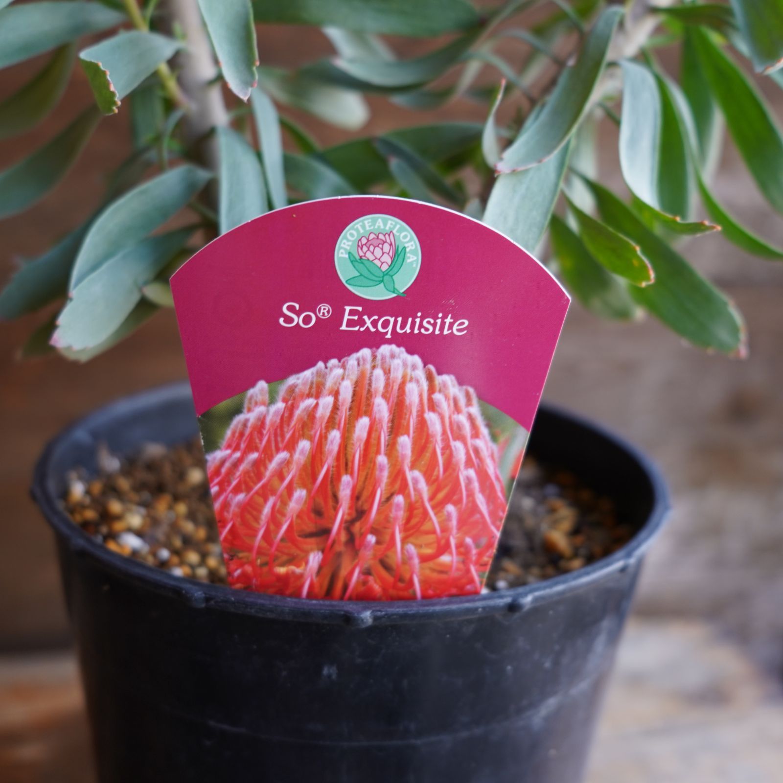 リューコスペルマム カーニバルコースト オージープランツ ネイティブ