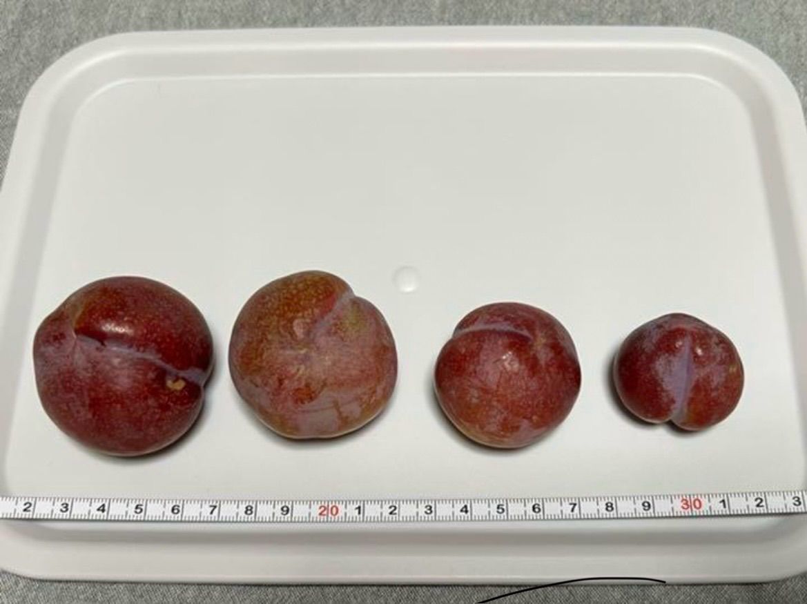 鹿児島産すもも3キロ お値下げ中！！すもも 鹿児島産 3キロ すもも 3キロ